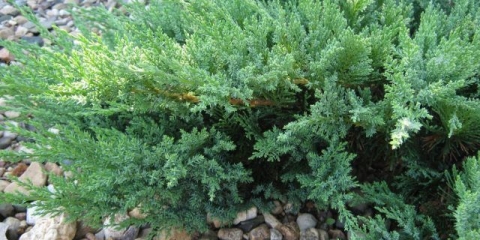 Juniper cossack: fotografija i opis